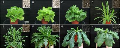 Sequence of the Mitochondrial Genome of Lactuca virosa Suggests an Unexpected Role in Lactuca sativa’s Evolution